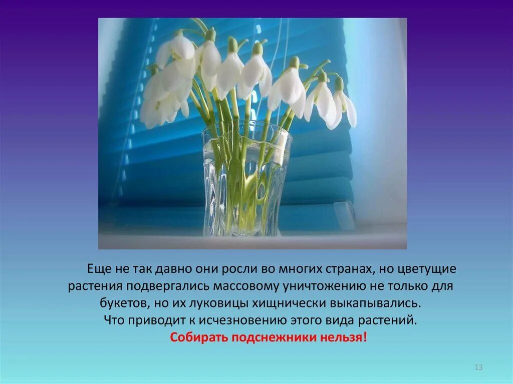 Подснежник для детей. Интересное о подснежниках. Подснежник презентация. Подснежник для дошкольников.