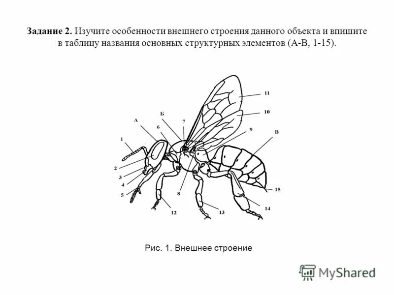 Биология задание 2 теория. Задания по зоологии. Задания по биологии. Интересные практические задания по биологии. Карточки по зоологии.