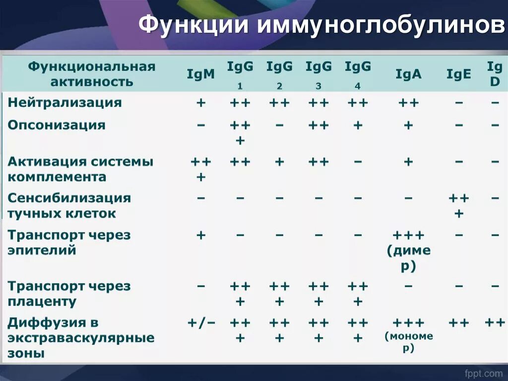 Классификация иммуноглобулинов. Классификация иммуноглобулинов и их функции. Сравнительная таблица иммуноглобулинов. Функции иммуноглобулинов микробиология. Классы иммуноглобулинов клетки продуценты.