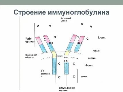 Иммуноглобулин е это