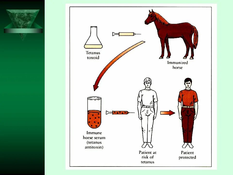 Грипп столбняк для лошадей. Схема получения иммунных сывороток. Иммунные сыворотки диагностические и лечебные схема. Схема получения лечебной сыворотки. Гетерологические сыворотки.