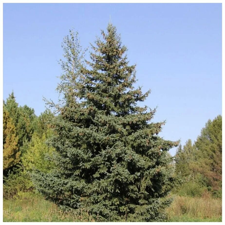 Ель обыкновенная (pícea ábies). Ель обыкновенная (европейская) – picea abies. Ель сибирская глаука. Picea excelsa. Ель семейство.