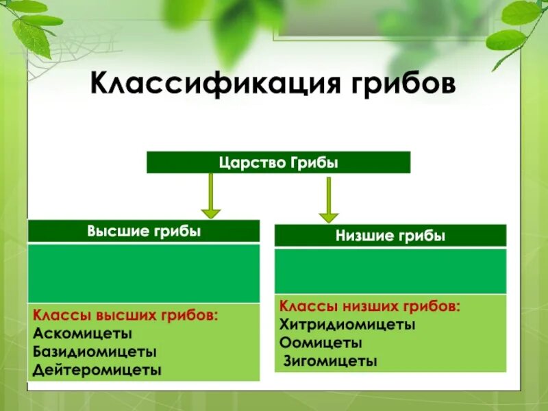 Отличает высокая. Грибы высшие и низшие классификация. Царство грибы классификация. Систематика царства грибов 5 класс. Классификагрибов.