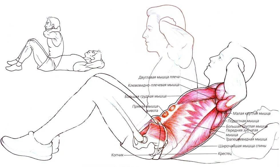 Техника выполнения подъёма туловища из положения лёжа пресс. Упражнение на пресс поднимание туловища. Поднимание туловища на пресс мышцы спины. Подъем туловища из положения лежа какие мышцы работают. Я использую мускулы для доминирования