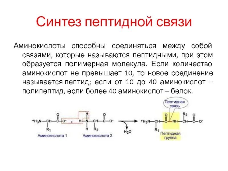 Связаны пептидными связями. Пептидная связь биохимия. Пептидная связь аминокислот. Пептидной связью называется связь между. АТФ пептидные связи.