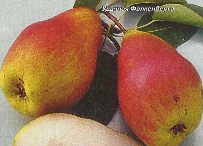 Груша удачная фалкенберга описание фото Купить саженцы Груша "Удачная Фалкенберга" Питомник растений Злата Крона