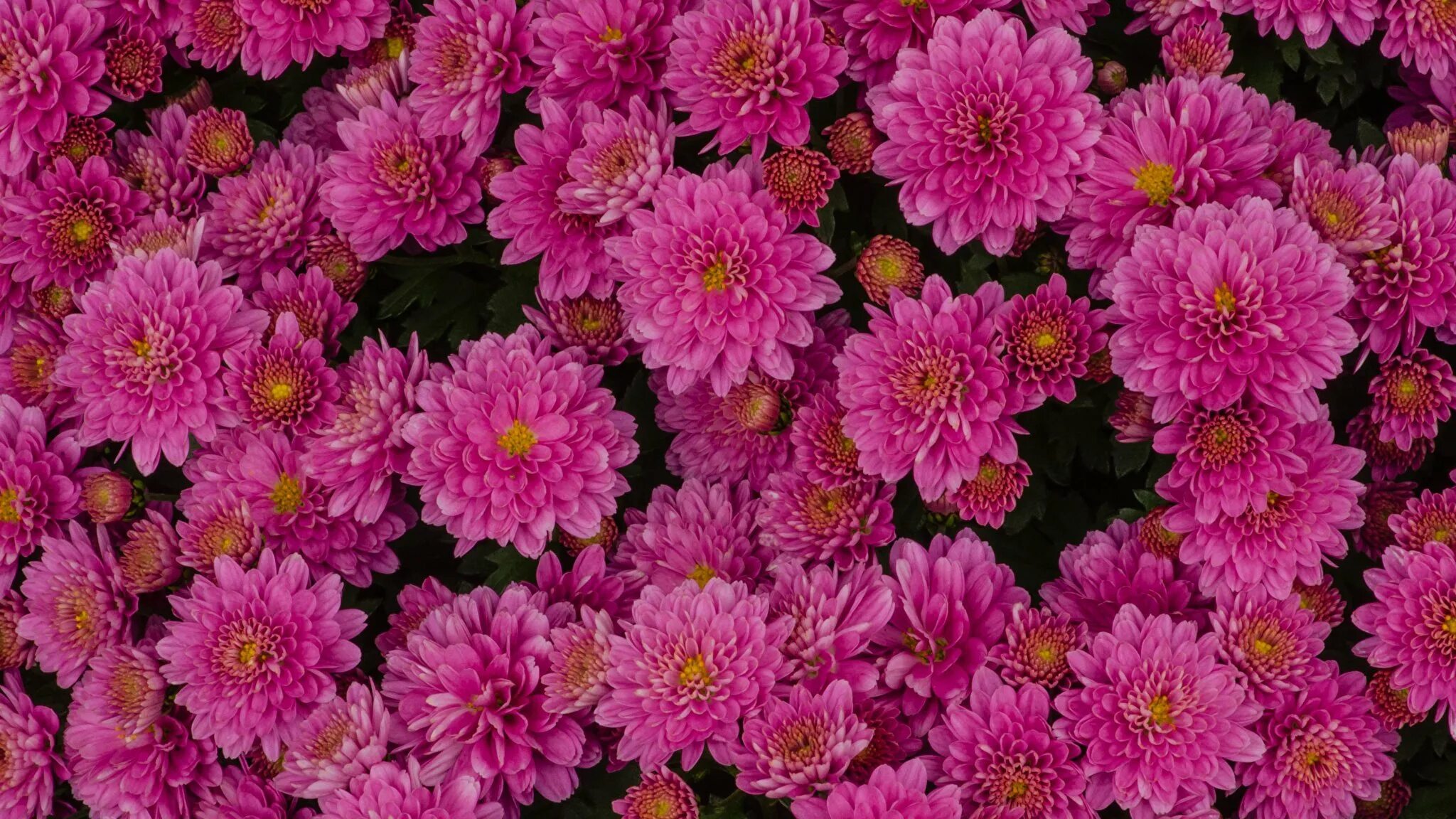 Хризантема годе. Хризантема allouise pink. хризантема мультифлора линда. хризантема мультифлора урсула пинк. хризантема корейская аусма.