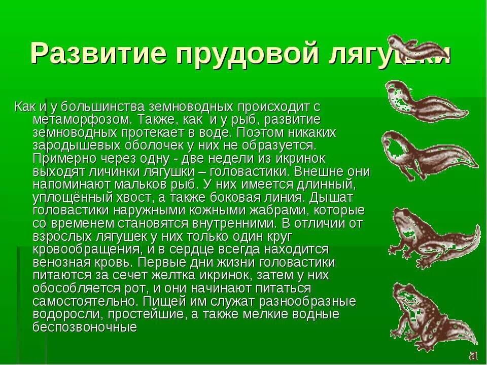 Какой тип развития у земноводных. Жизненный цикл лягушки zhiznennyy tsikl Lyagushki. Стадия развития прудовой лягушки. Рассказ о размножении и развитии лягушки. Размножение и развитие земноводных.