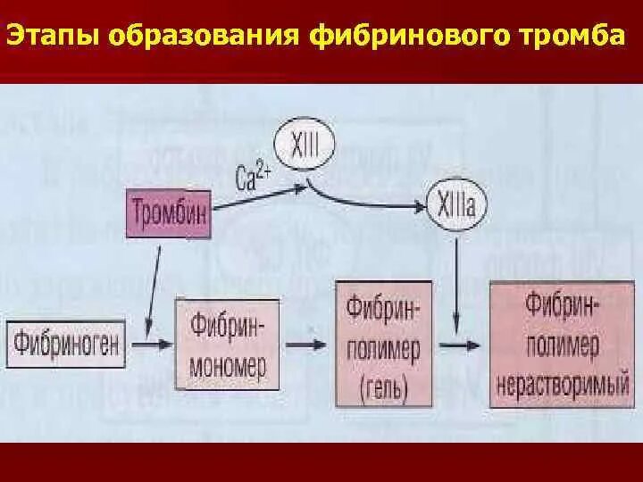 Образование фибринового тромба. Этапы образования фибринового тромба биохимия. Схема образования фибринового тромба. Фибринового тромба этапы. Этапы формирования фибринового тромба.