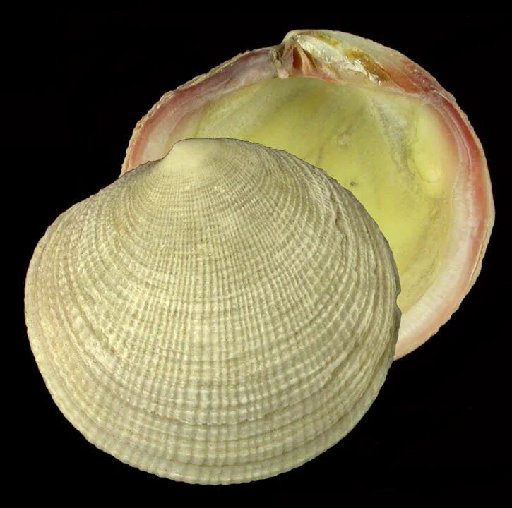 Heterodonta. Съедобные двустворчатые моллюски. Двустворчатый моллюск 7 букв сканворд. Двустворчатые мидии. Тридакна съедобная.