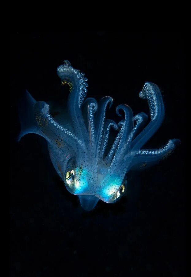 Amphioctopus marginatus. Светящийся осьминог. Биолюминесцентный осьминог. Светящиеся каракатицы. Биолюминесценция головоногих.