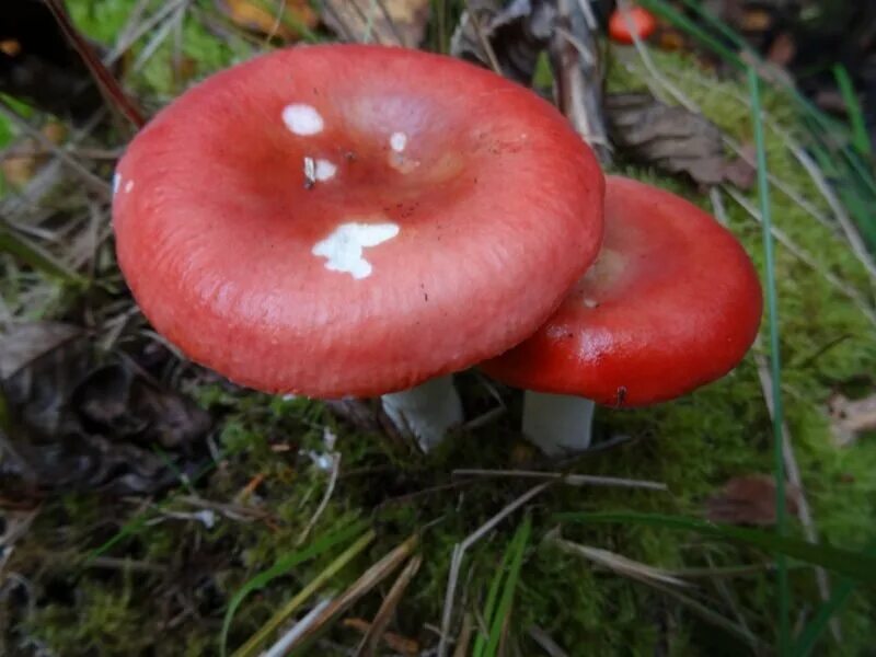Сардониксовая сыроежка (Russula Sardonia): фотоподборка Природная галерея Фотога