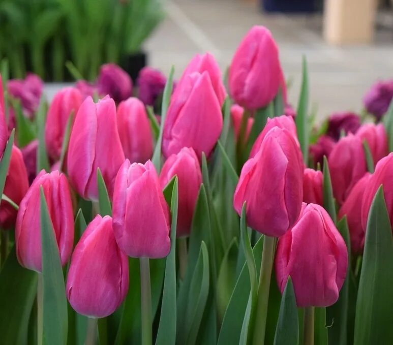 Тюльпан jumbo pink. Тюльпан джамбо пинк. Тюльпан jumbo pink. Сорт тюльпана barre alta. Сорт тюльпана джамбо пинк.