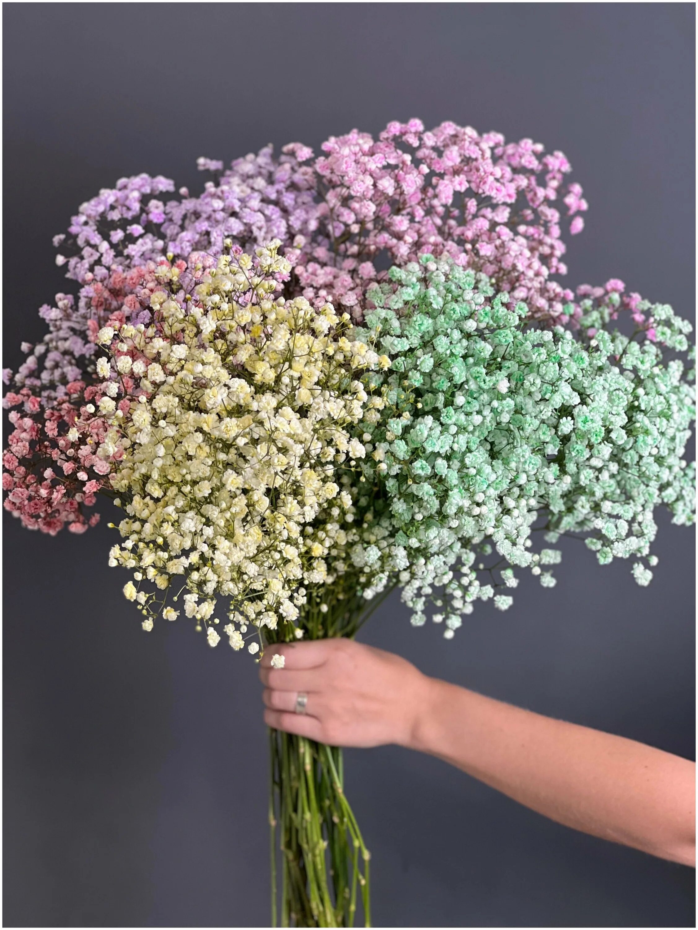 гипсофилы сколько стоят дома. гипсофила тесса. гипсофилы сколько стоят дома. гипсофила в единороге. гипсофила мирабелла.