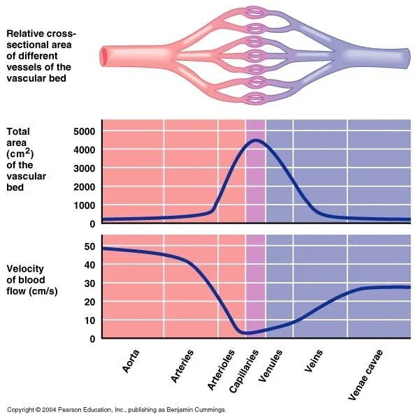 Cross area. Cross sectional area of vessels. Scattering cross section. Cross section area. Cross area.