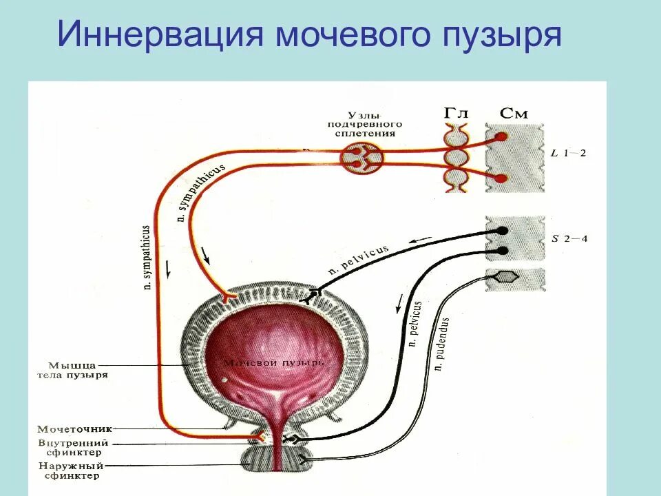 Размер мочевого пузыря у мужчин. Нейрогуморальная регуляция мочеобразования физиология. Рефлекторная дуга рефлекса мочеиспускания. Механизмы регуляции мочеобразования. Схема процесса мочеиспускания.