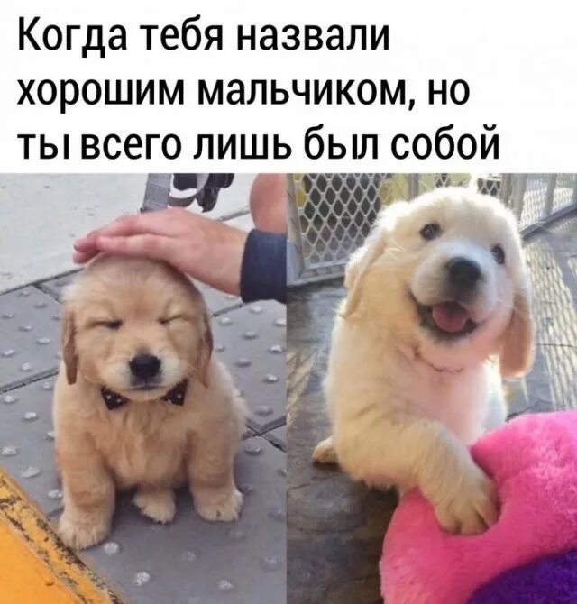 Кот хороший мальчик. Кто такой хороший. Ты такой весь хороший мальчик. Крутые смешные картинки с надписями. Кто у нас хороший мальчик.
