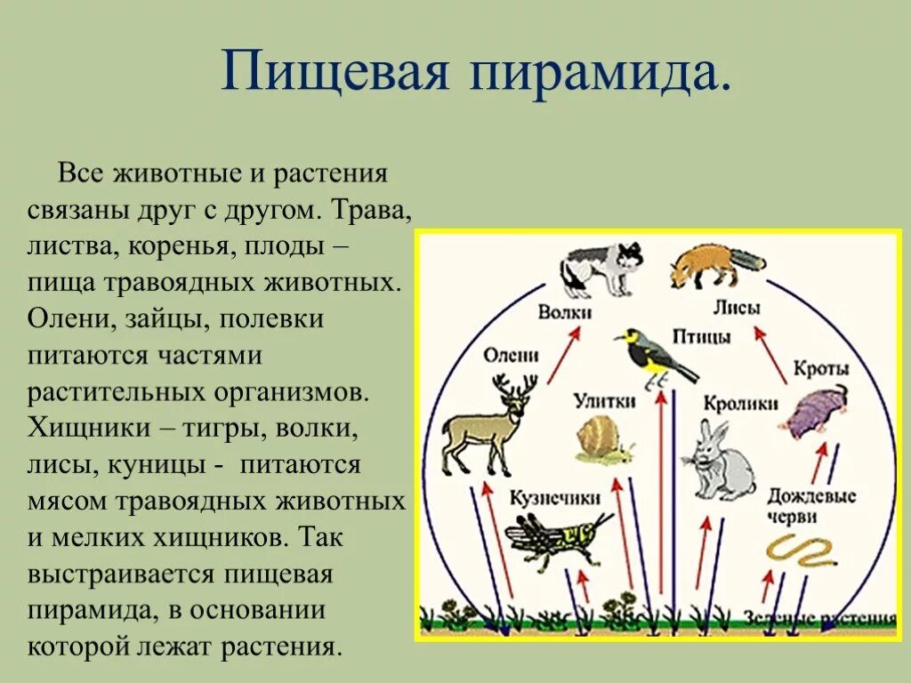 Взаимосвязь между растениями и животными. Связь растений и животных. Взаимодействие растений и животных. Взаимосвязь растений и животных в природе.