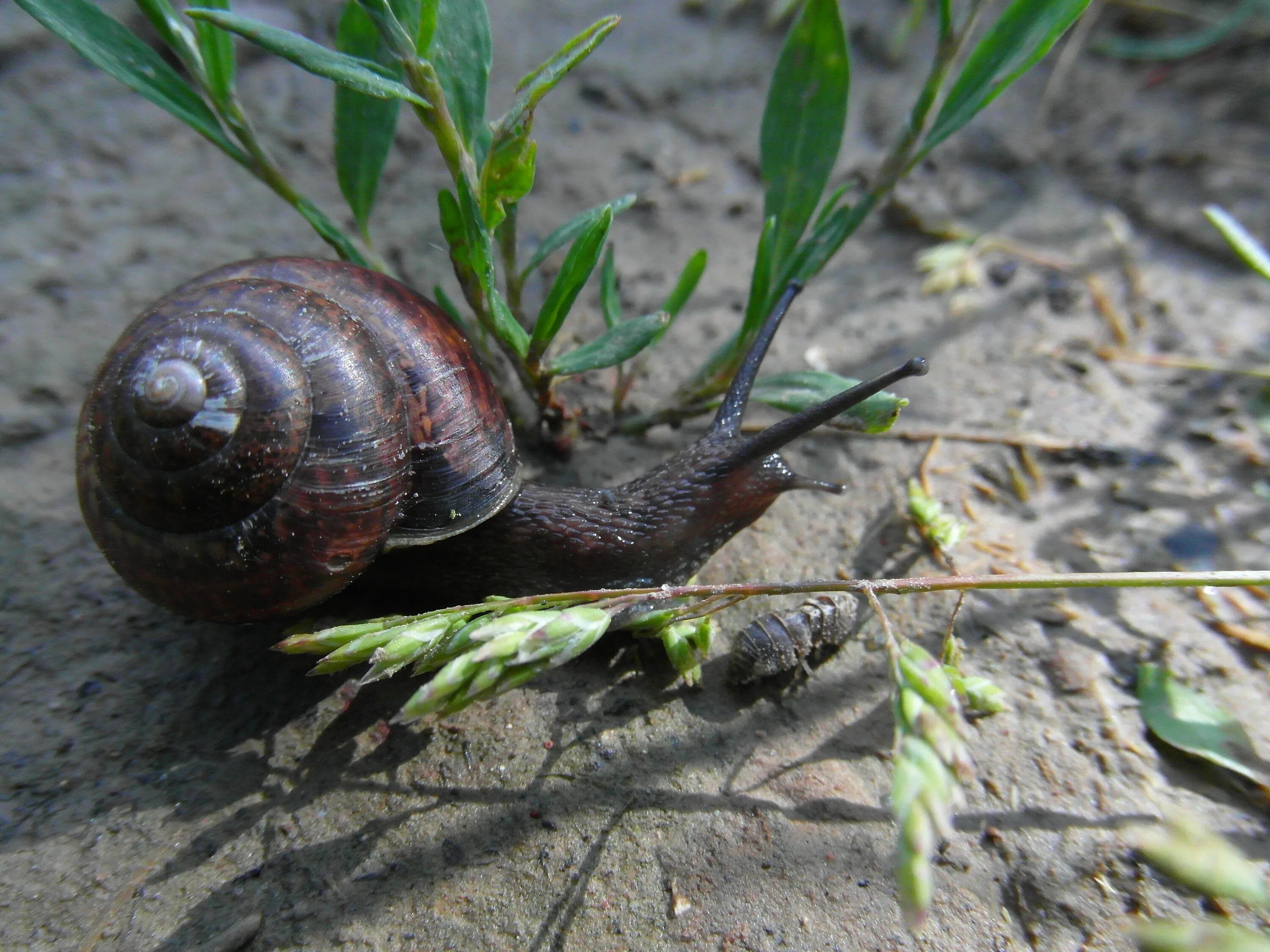 Улитка. Улитка в природе. Улитка покажи рожки. Улитка улитка покажи. Snail natural