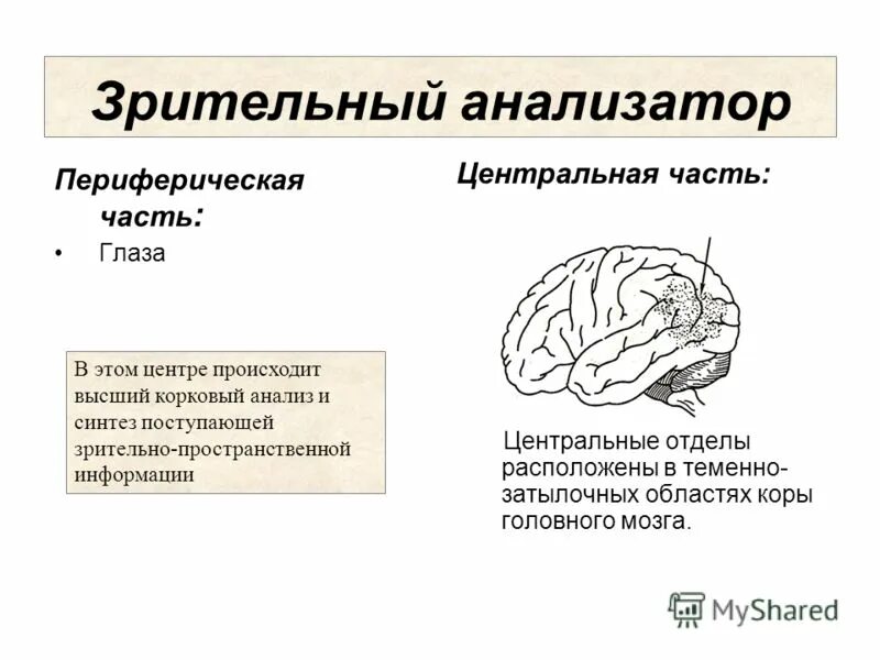 Головного мозга завершается переработка зрительной информации. Центральный отдел зрительного анализатора находится. Центральный ртлел зрительного АГПЛ заьора. Центральный (корковый) отдел зрительного анализатора.