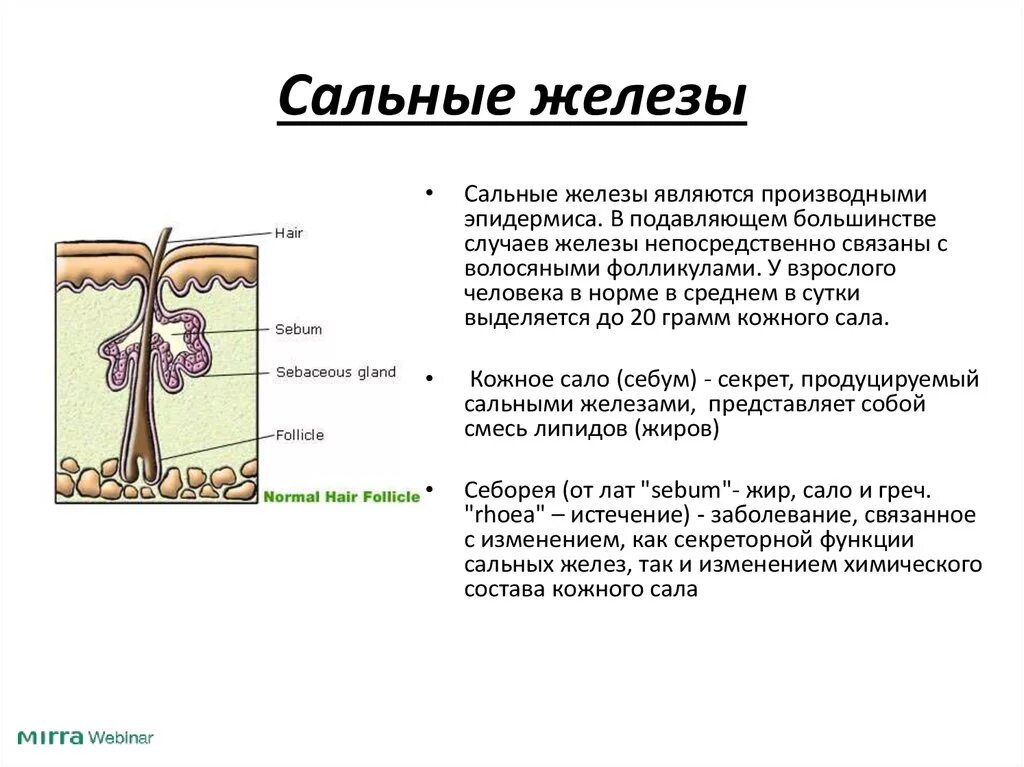 Какую функцию выполняют потовые и сальные железы. Альвеолярное строение сальной железы. Кожные сальные железы функции. Сальные железы выделяют секрет. Сальные железы строение и функции.