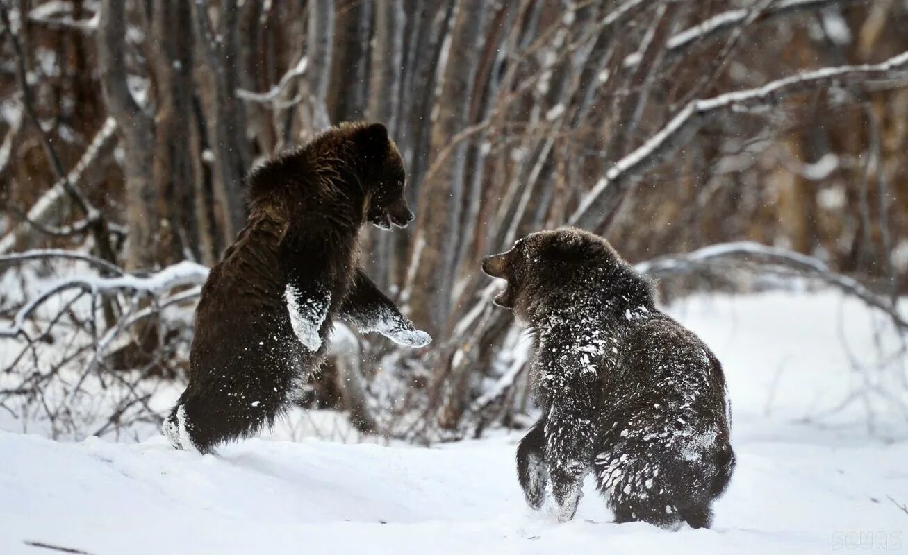 Bbc дика природа. Дикая природа России. Фотоконкурс природа России. Дикая природа России National Geographic.