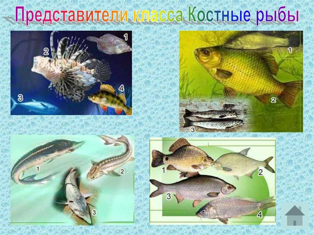 Группа животных рыбы представители. Класс костные представители. класс рыбы представители. костистые рыбы представители. костно-хрящевые рыбы представители.