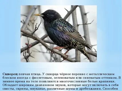 Чтение о перелетных птицах