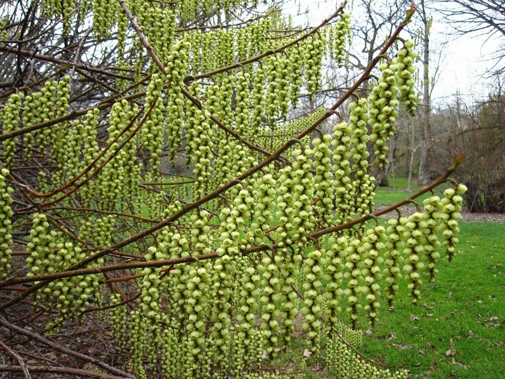 Стахиурус китайский. Stachyurus chinensis. Stachyurus Chin. 'Celina'. Stachyurus praecox. Unique plants