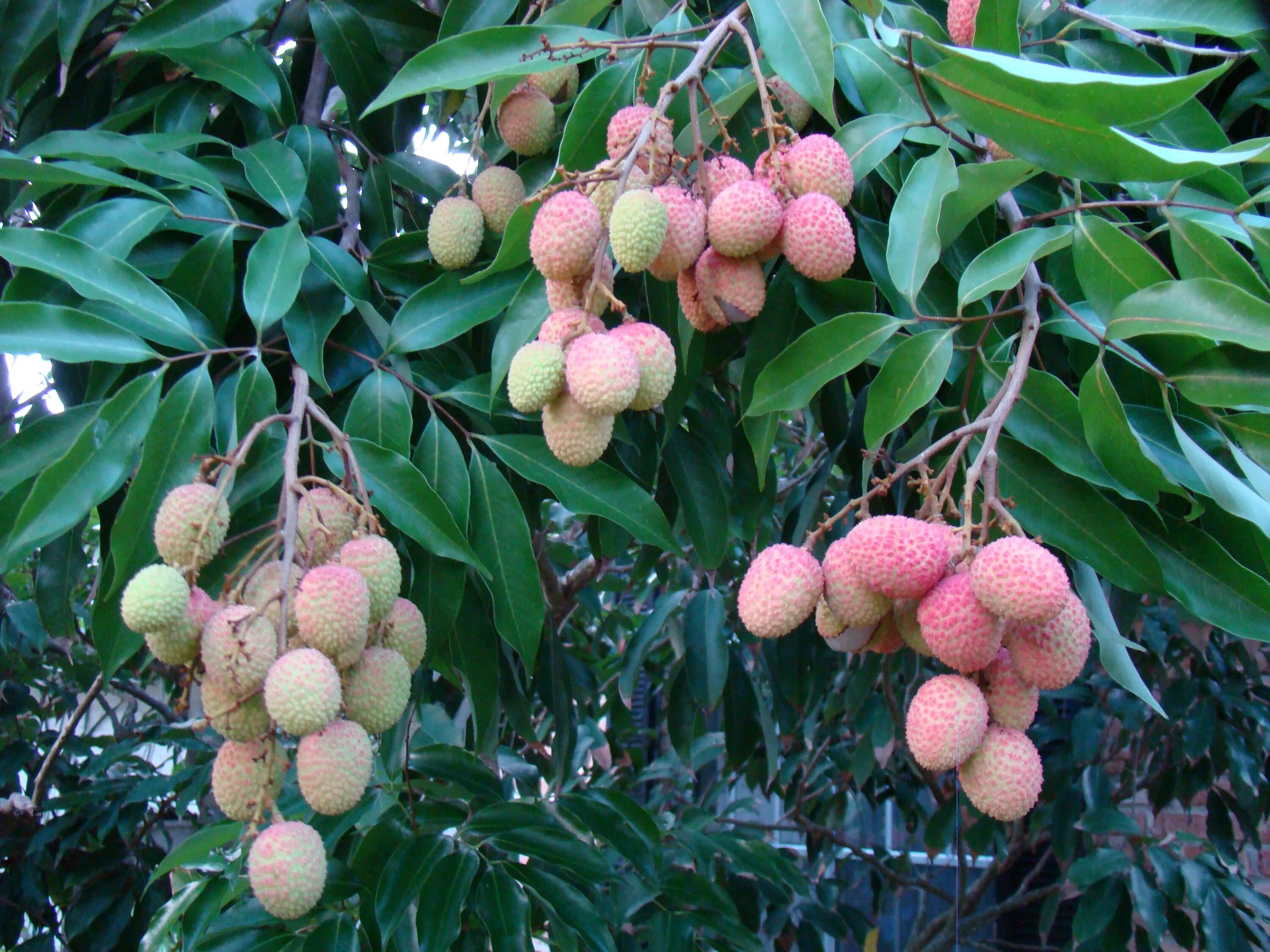 Lychee фрукт. Экзофрукт личи. Личи фрукт дерево. Личи дерево. Личи литчи китайская слива.