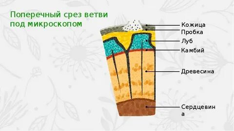 Экономический срез