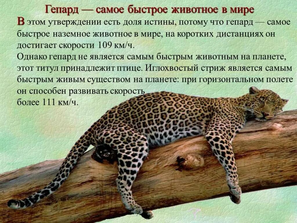 Умное млекопитающее