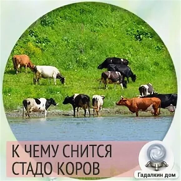К чему снится корова. К чему снится корова с теленком. К чему снится стадо коров. Коровы во сне исламский. Сонник-толкование корова.