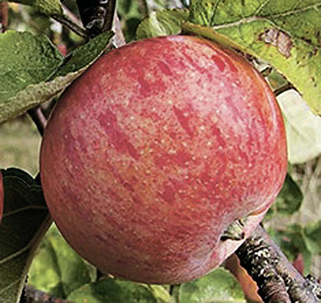 Яблони осенние сорта для подмосковья. Яблоня уэлси. Яблоня уэлси. Яблоня бессемянка мичуринская. Яблони осенние сорта для подмосковья.