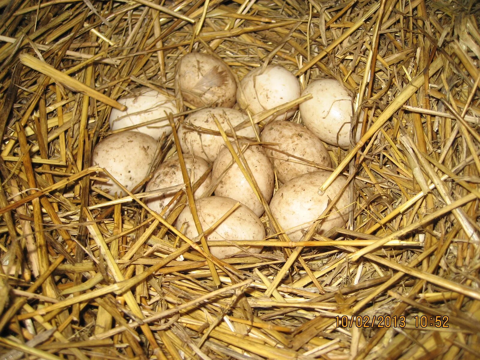 Инкубационное яйцо утки. Инкубационное яйцо индоутки. Утка кряква высиживает яйца. Дикая утка высиживает яйца.
