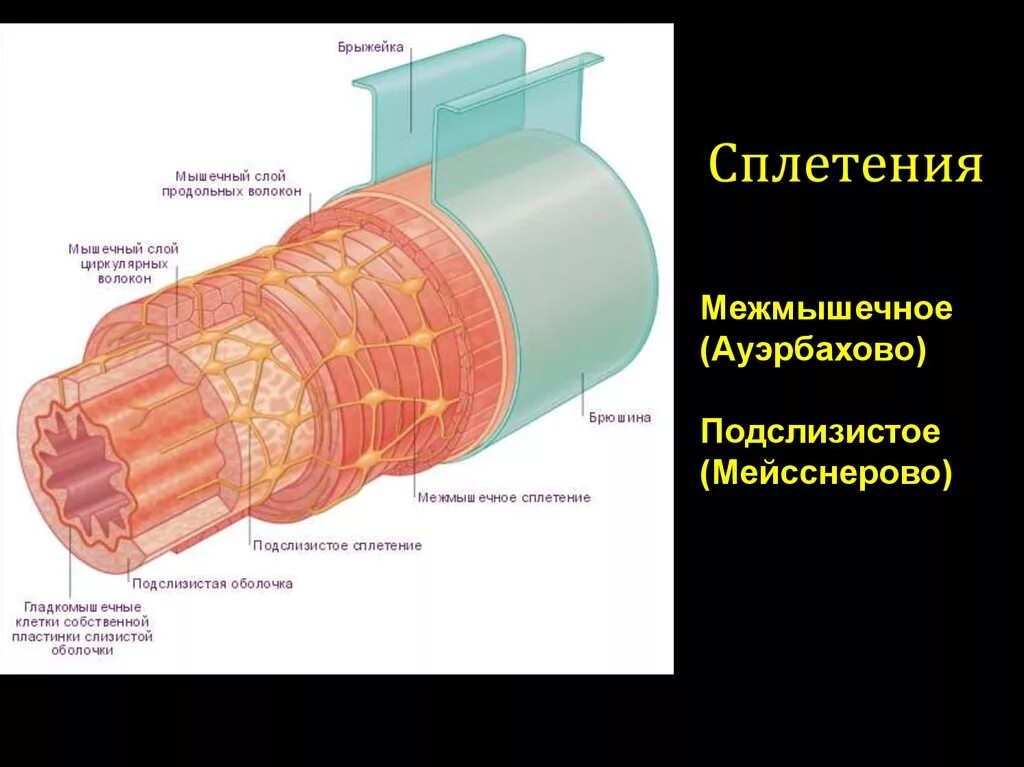 Трубчатый орган 5. Строение стенки толстой кишки схема. Мышечная оболочка тонкого кишечника. Мышечная оболочка строение. Мышечный слой тонкой кишки.