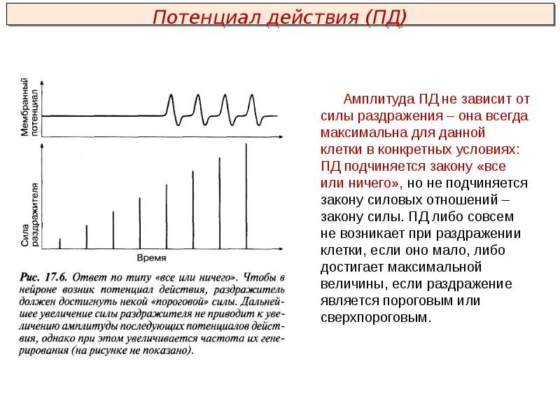 Закону все или ничего подчиняется