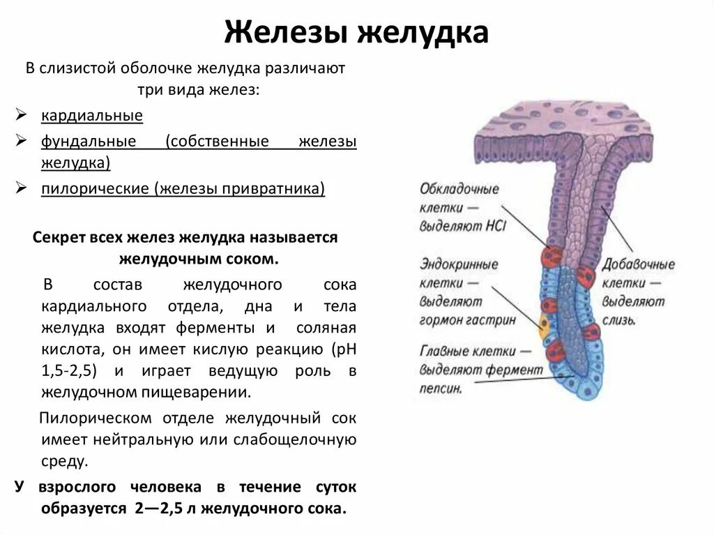 Железы слизистой оболочки желудка функции. Железы желудка их функции и строение. Строение собственной железы желудка. Жеоезы жкоуока.