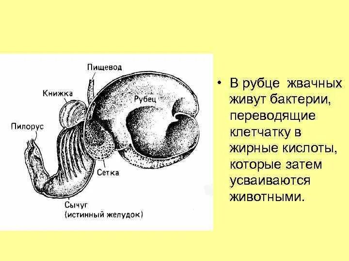 Бактерии рубца жвачных. Бактерии рубца жвачных