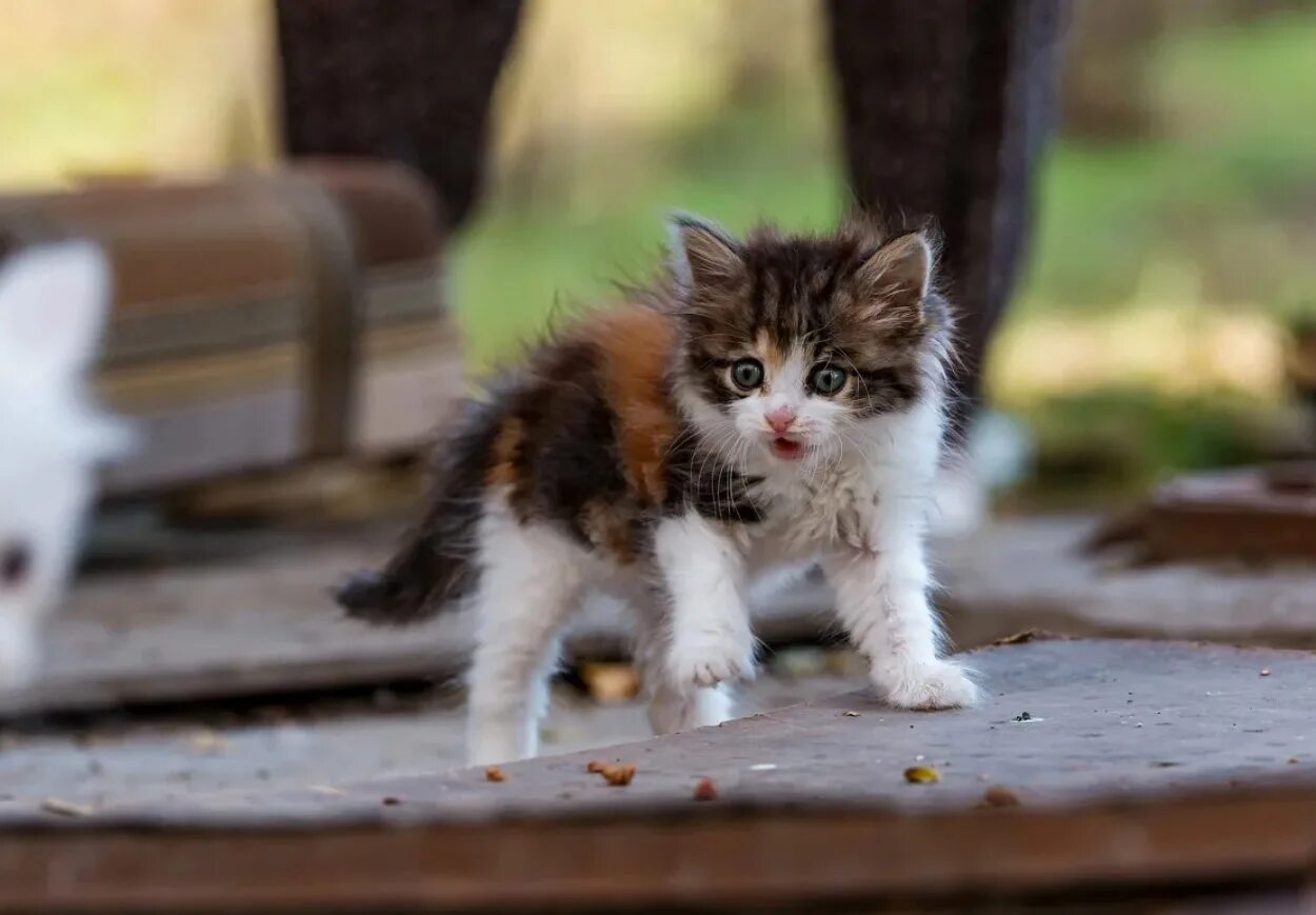 Мимо котенок. Бездомные котята. уличные котята. бездомный кот. котенок на улице.