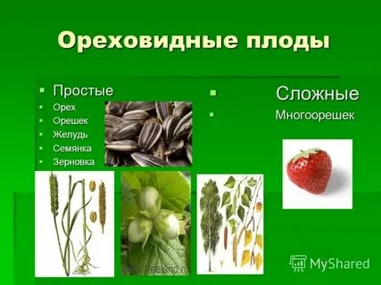 К какому семейству относится плод