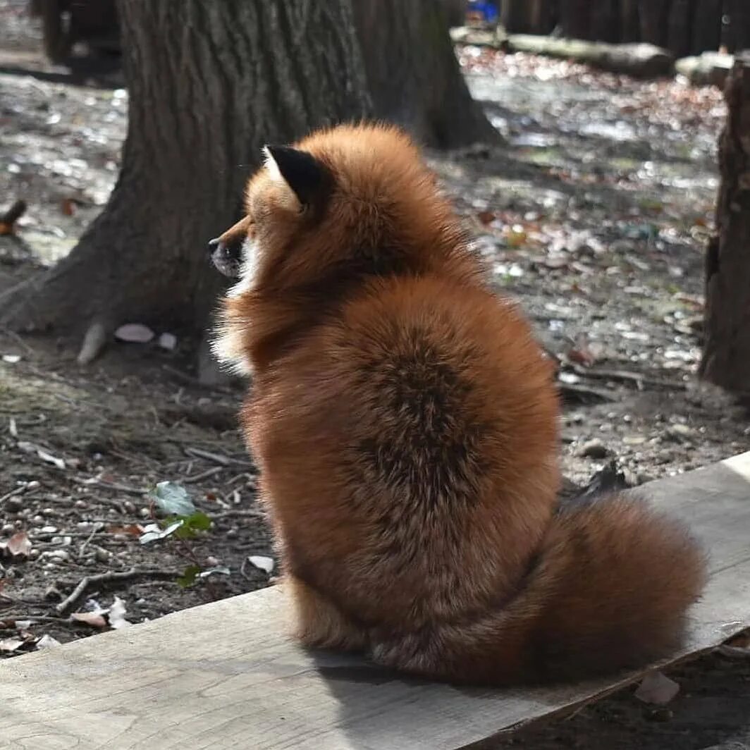 Плачущая лиса. Лису обидели. Грустная лиса. Лисичка обиделась. Обиженная лиса.