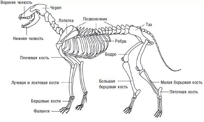 Отделы скелета млекопитающих животных. Схема строения скелета млекопитающих. Строение скелета млекопитающих собака. Скелет млекопитающих рисунок с подписями. Скелет собаки строение схема.