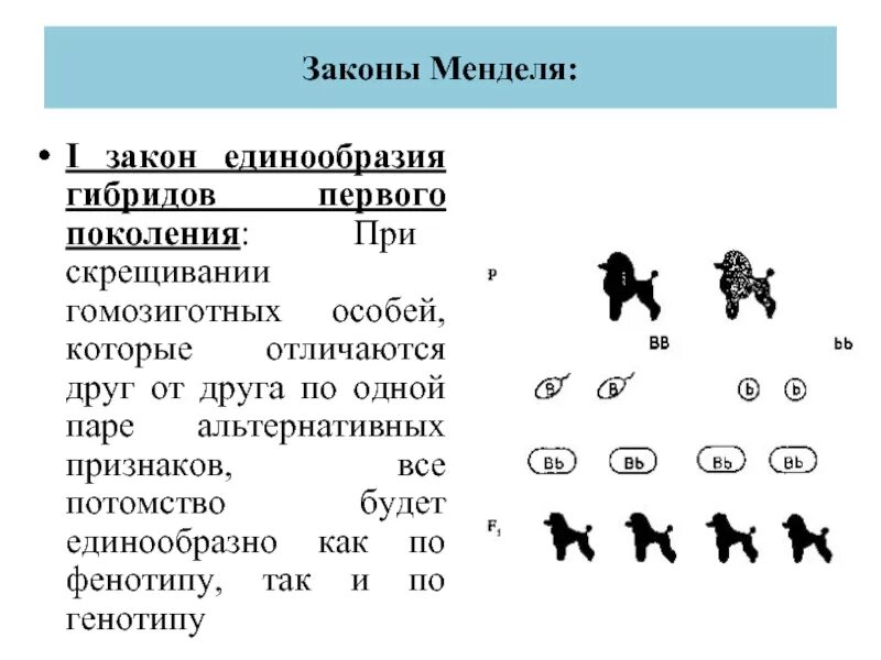 Чем гомозиготный организм отличается от гетерозиготного