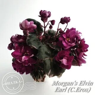 Фиалка morgan s