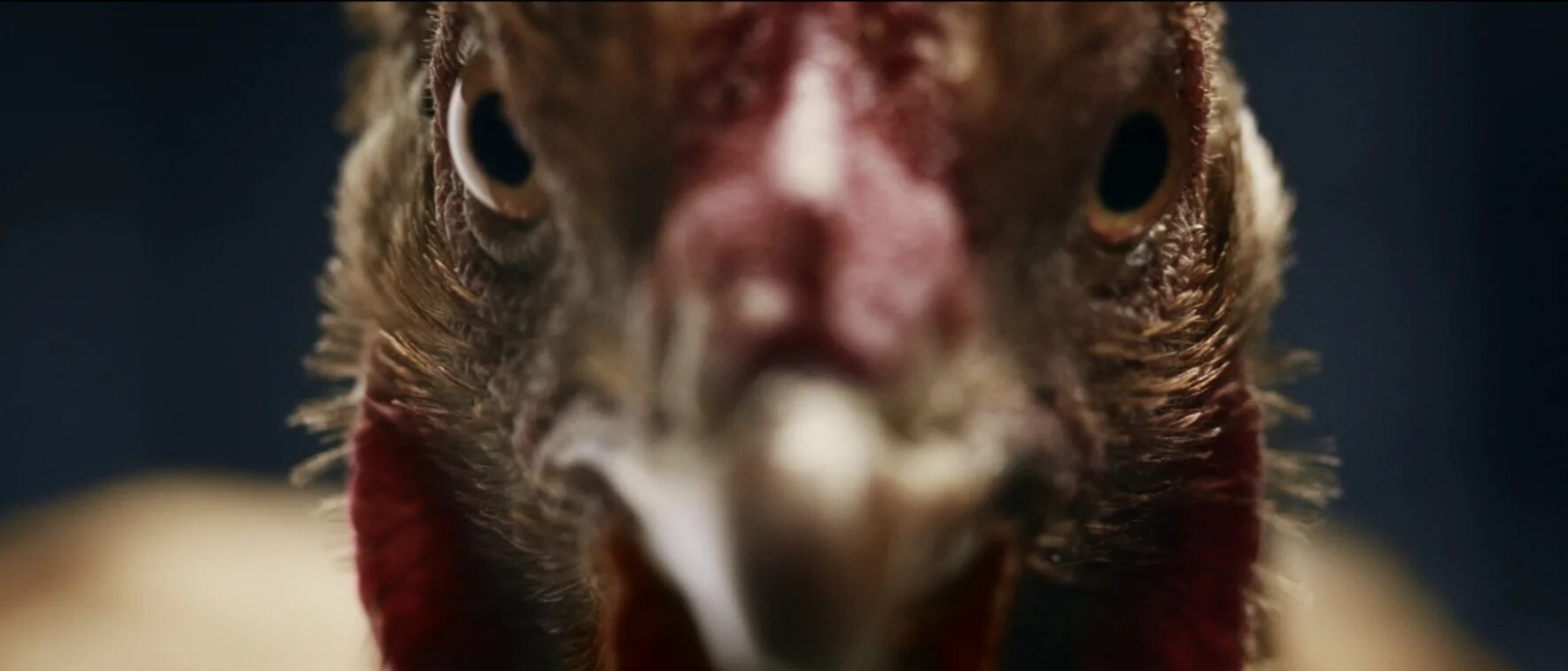 Реклама Мерседес Бенц с курицами. Курица в гневе.