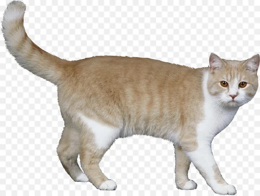Кот стоит на белом фоне. Кошка на белом фоне. кошка на прозрачном фоне. кошечка на белом фоне. кошка клипарт.