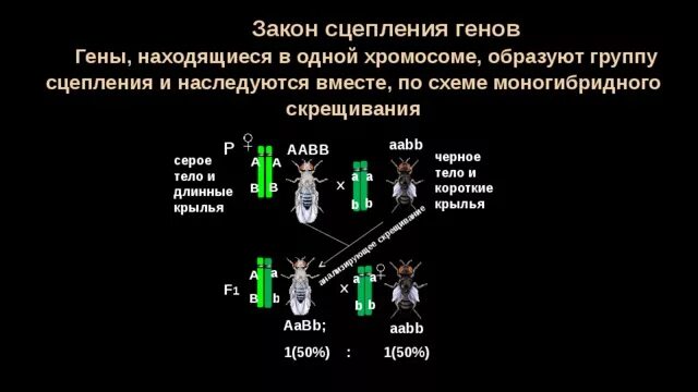 Наследование при полном сцеплении генов. Сцепленное наследование признаков группы сцепления. Генами, находящимися в одной хромосоме. Схема взаимного расположения генов в хромосоме составляющих одну. Схема скрещивания сцепление генов.