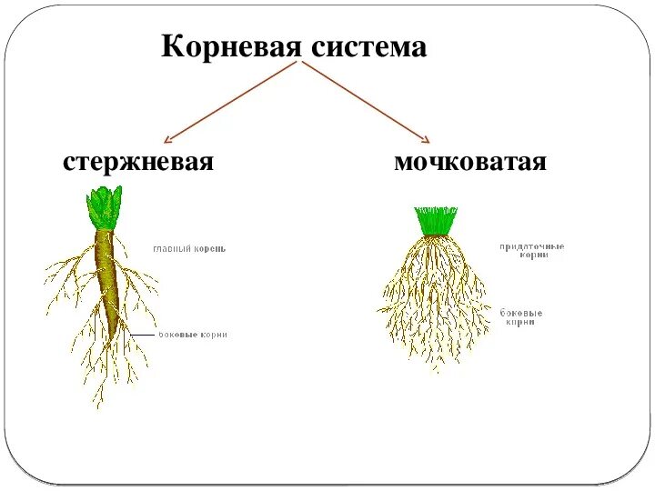 Стержневая корневая система состоит из. Схема стержневой и мочковатой корневых систем. Стержневая и мочковатая корневая система. Мочковатая корневая система это в биологии 6 класс. Типы корневых систем стержневая и мочковатая.
