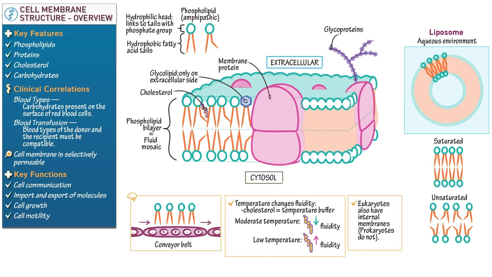 Membrane перевод. Membrane перевод